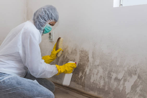 Best Commercial Mold Inspection  in Zebulon, GA