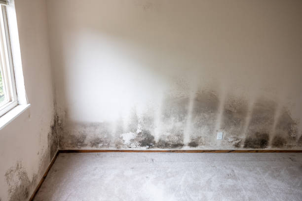 Forensic Mold Investigation in Zebulon, GA